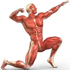 human muscular system trivia logo, reviews