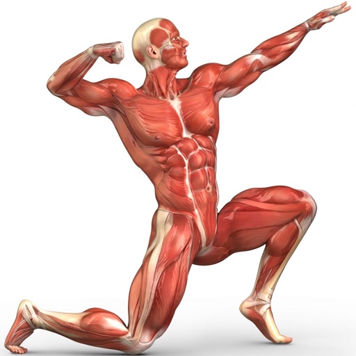 Human Muscular System Trivia app reviews download