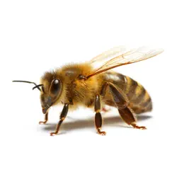 bee haven bodycare logo, reviews