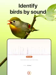 picture bird: birds identifier ipad images 4