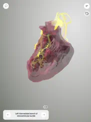 3d heart anatomy ipad capturas de pantalla 3
