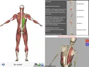 visual anatomy lite iPad Captures Décran 3
