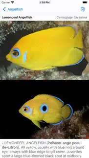 tahiti fish id iPhone Captures Décran 1