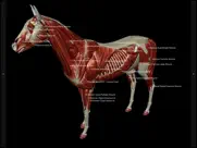 3d horse anatomy software ipad bildschirmfoto 1
