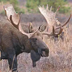 bull-cow moose hunting calls logo, reviews