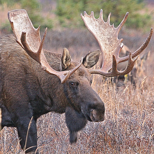 Bull-Cow Moose Hunting Calls app reviews download