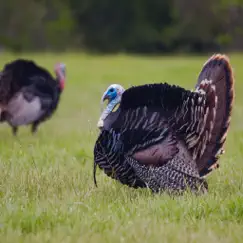 turkey hen-tom hunting calls logo, reviews