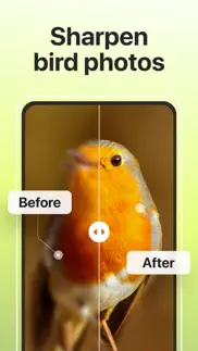 picture bird: birds identifier iphone images 3