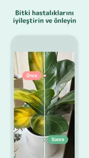 blossom - bitki tanıma iphone resimleri 3