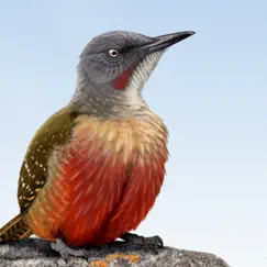 sasol ebirds southern africa logo, reviews