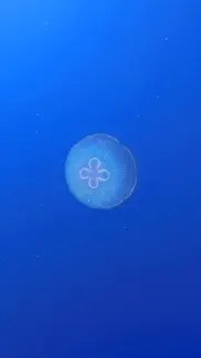 jellyfishgo - appreciation iphone images 4