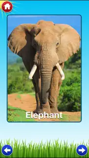 zoo sounds lite - a fun animal sound game for kids iphone images 1