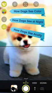 dog vision hd iPhone Captures Décran 2