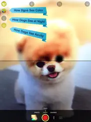 dog vision hd iPad Captures Décran 2