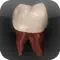Real Tooth Morphology anmeldelser