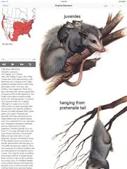 mammals of north america ipad images 1