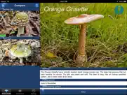 mushroom id north america ipad images 3