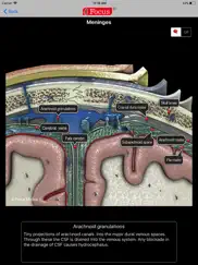 neuroanatomy - digital anatomy ipad images 4