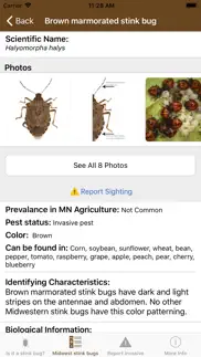 midwest stink bug iphone images 3