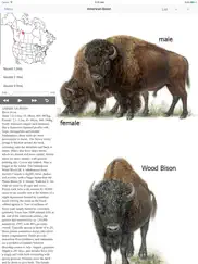 mammals of north america lite ipad images 2