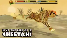 cheetah simulator iphone images 1