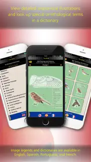 the birds of peru iphone capturas de pantalla 4