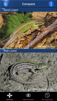 reptile id - uk field guide iphone images 3