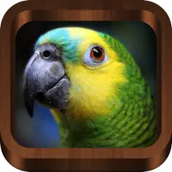 bird songs - bird call & guide logo, reviews