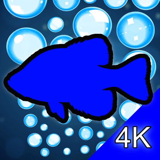 Aquarium 4K - Ultra HD Video app reviews download