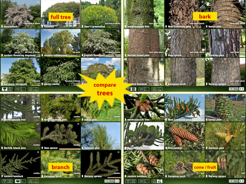 tree id usa - identify over 1000 of america's native species of trees, shrubs and bushes ipad images 3