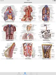 human anatomy position ipad images 1