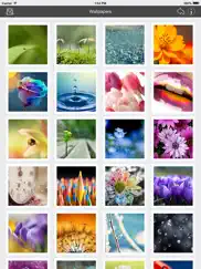 wallpaper collection macro edition ipad images 1