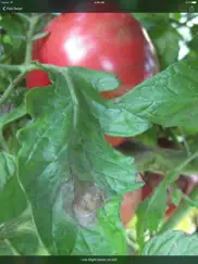 purdue tomato doctor ipad images 4