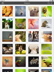 wallpaper collection animals edition ipad images 2