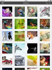 wallpaper collection animals edition ipad images 1