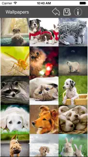 wallpaper collection animals edition iphone images 2