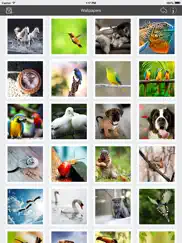 wallpaper collection animals edition ipad images 3