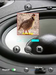 birds mimic ipad images 3