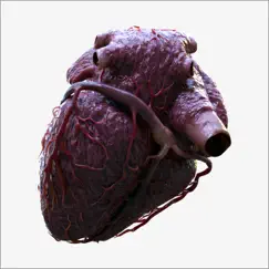 3d heart anatomy revisión, comentarios