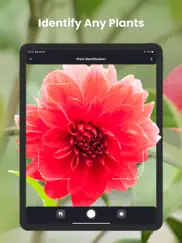 plantin: plante reconnaissance iPad Captures Décran 1