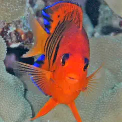tahiti fish id logo, reviews