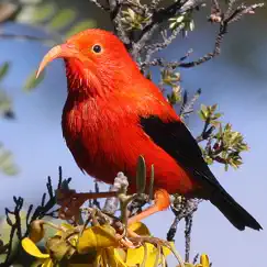 bird id hawaii logo, reviews