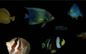 fishy3d tropical fish aquarium iphone images 2