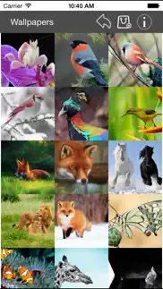 wallpaper collection animals edition iphone images 1