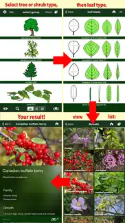 tree id canada - identify over 1000 native canadian species of trees, shrubs and bushes iphone images 3