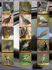 birds mimic ipad images 2
