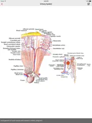 human anatomy position ipad images 3