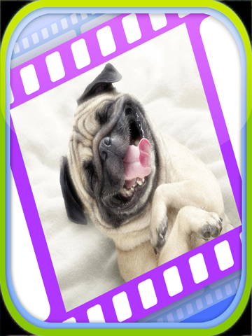 funny dog videos - funniest moments ipad resimleri 1