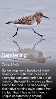 daily bird - the beautiful bird a day calendar app iphone images 2