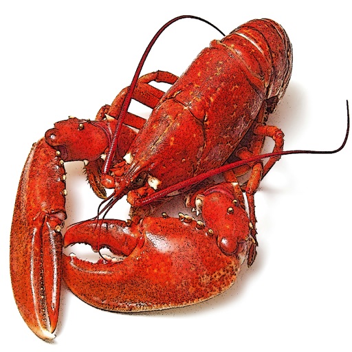 Maine Lobster Shacks app reviews download